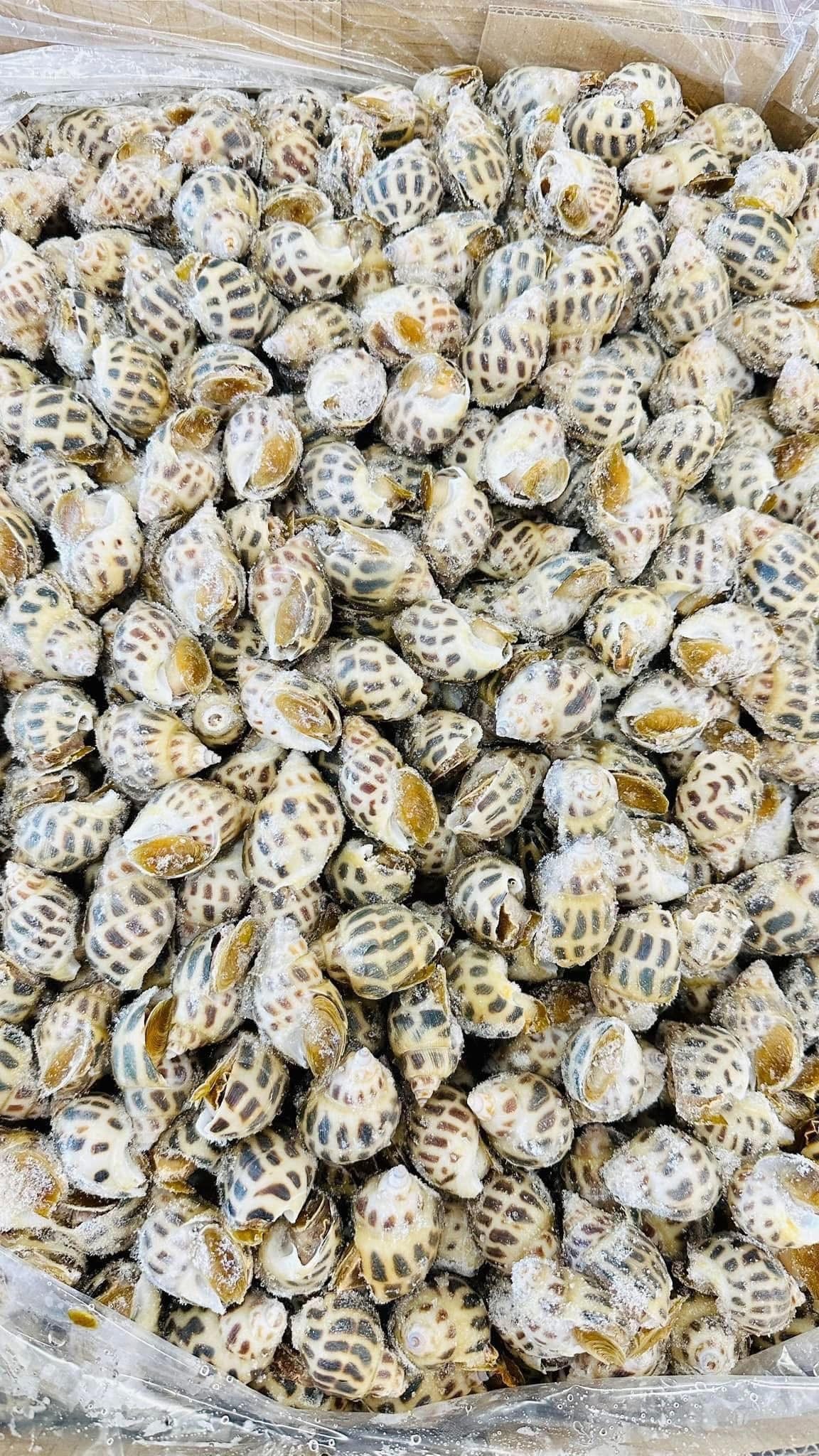 Ốc Hương Việt Nam 2 Lb | Vietnamese Sweet Snail