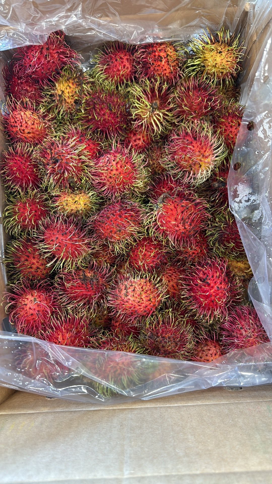 Chôm Chôm Nam Mỹ