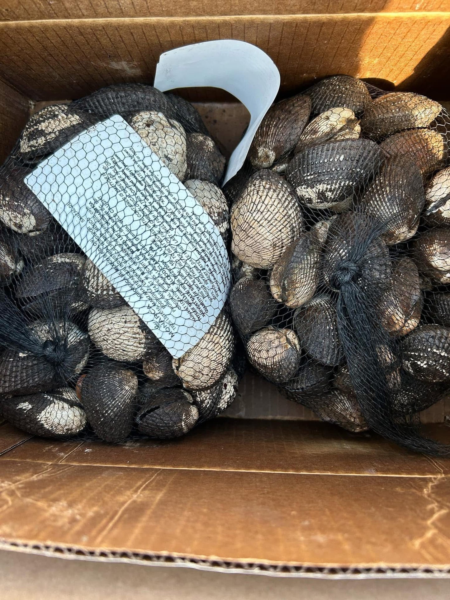 Sò Huyết Mexico 10 Lbs