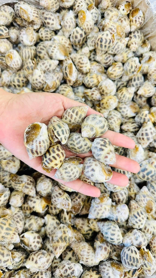 Ốc Hương Việt Nam 2 Lb | Vietnamese Sweet Snail