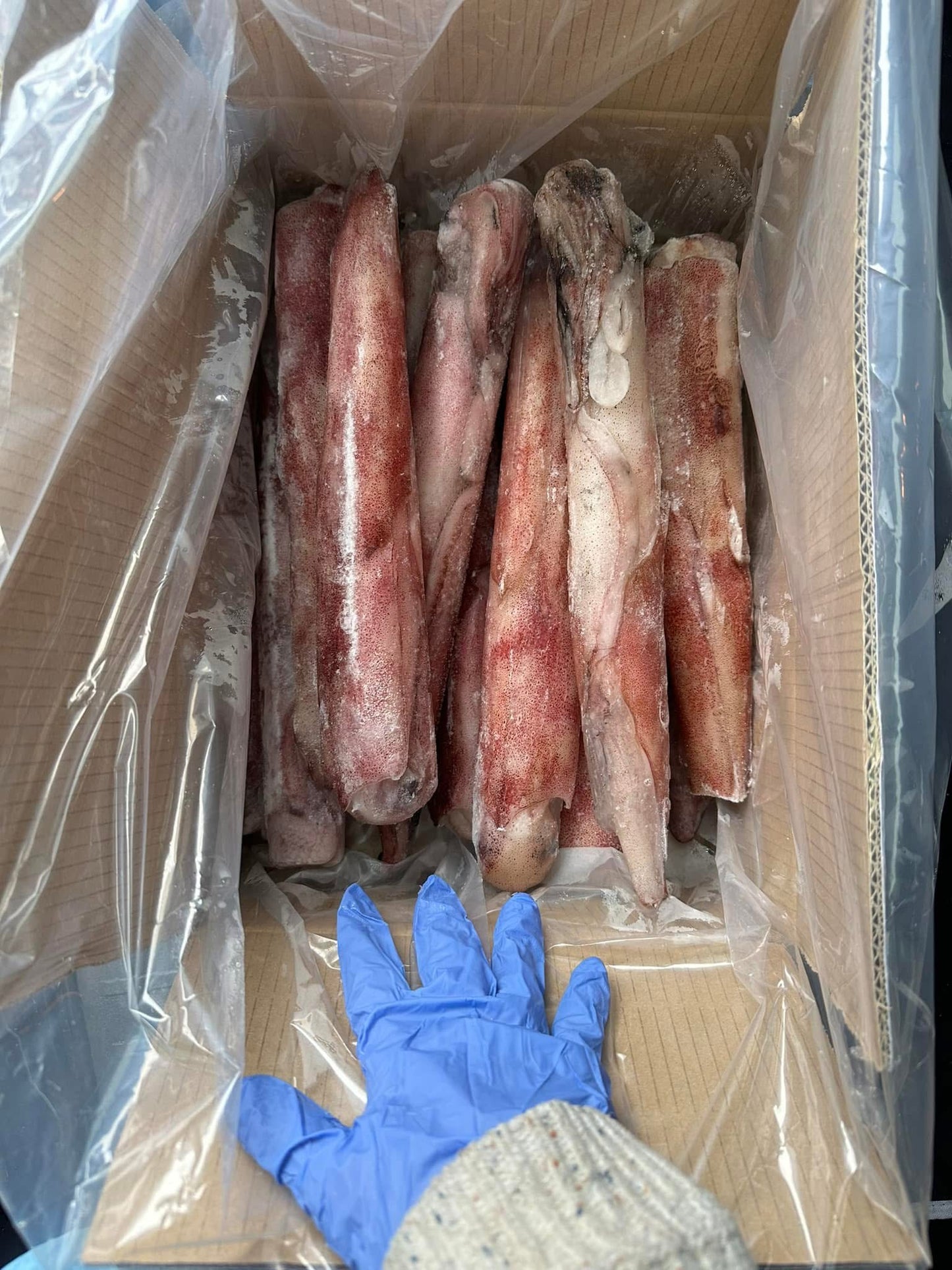 Mực Ống Kensaki Loại 1 ( Hơn 30 Cm )