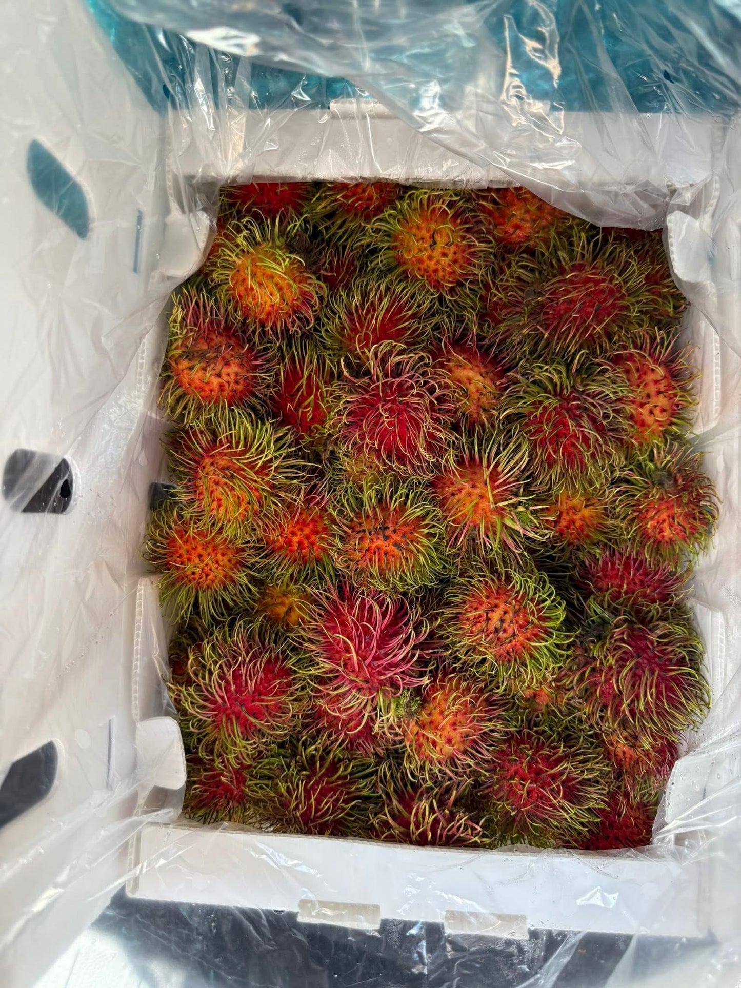 Chôm Chôm Nam Mỹ