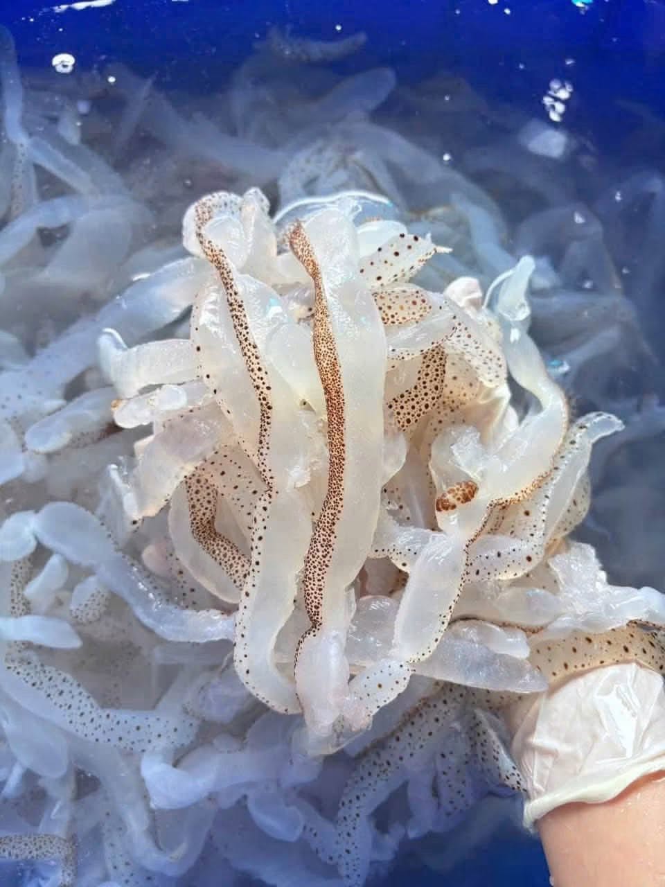 Sứa Tươi Giòn | Jellyfish