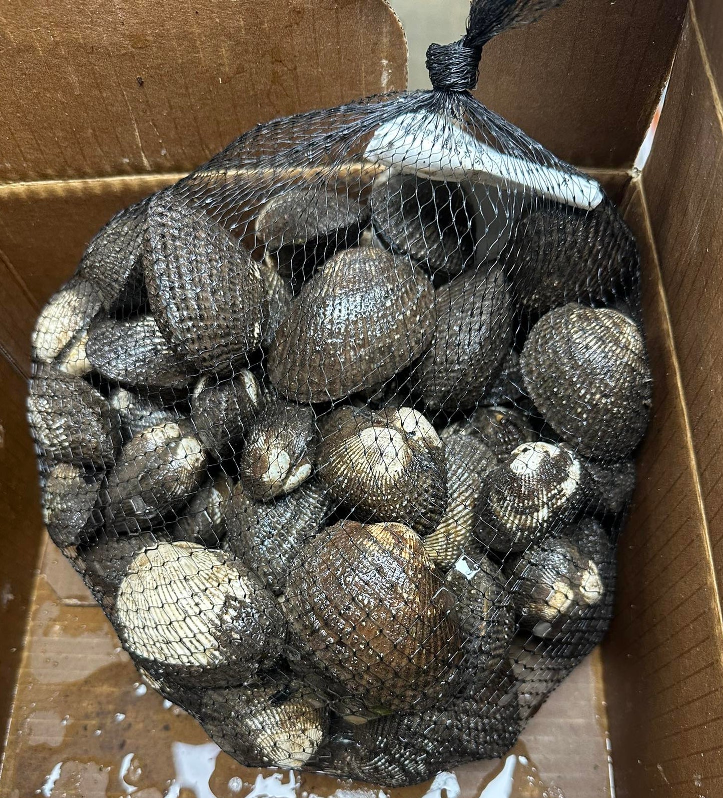 Sò Huyết Mexico 10 Lbs