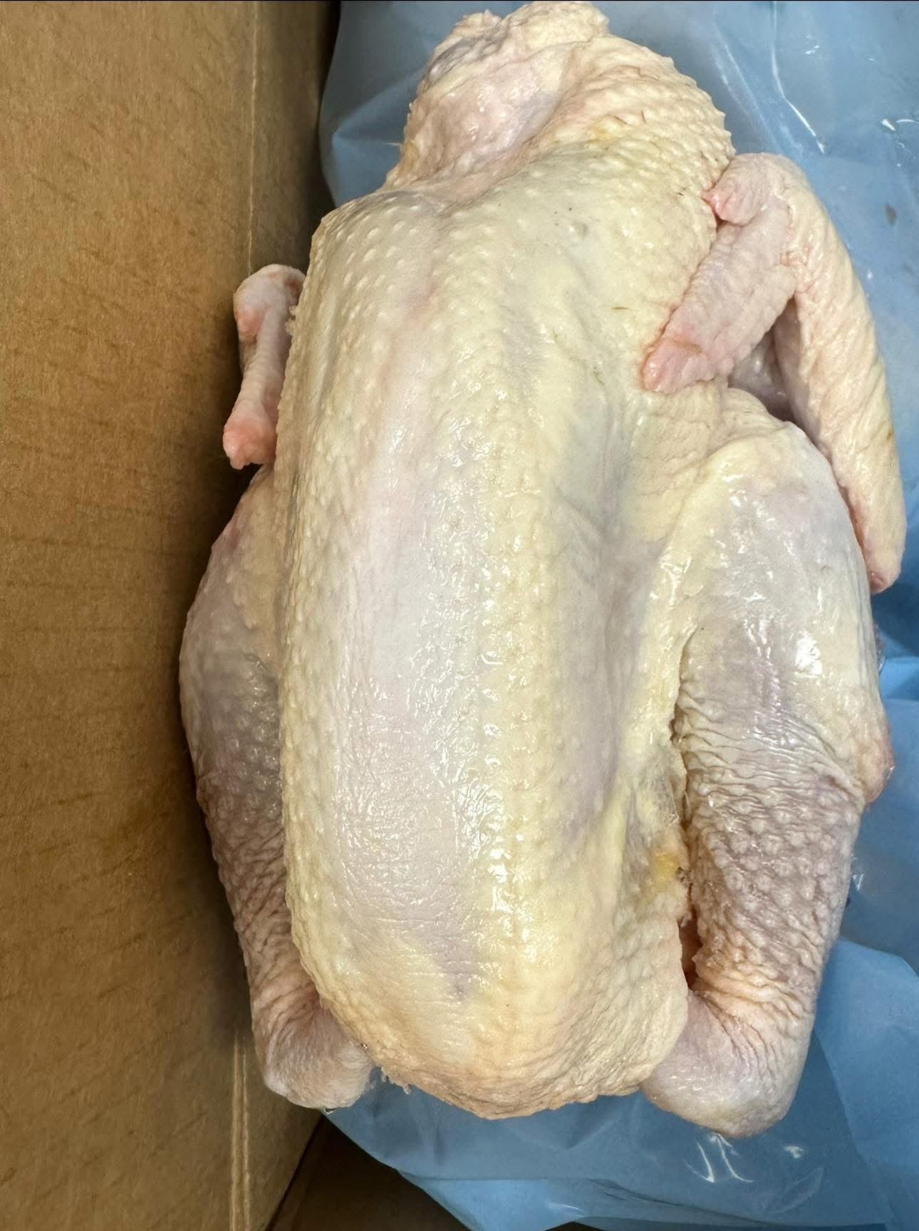 Gà Ôm Trứng Non