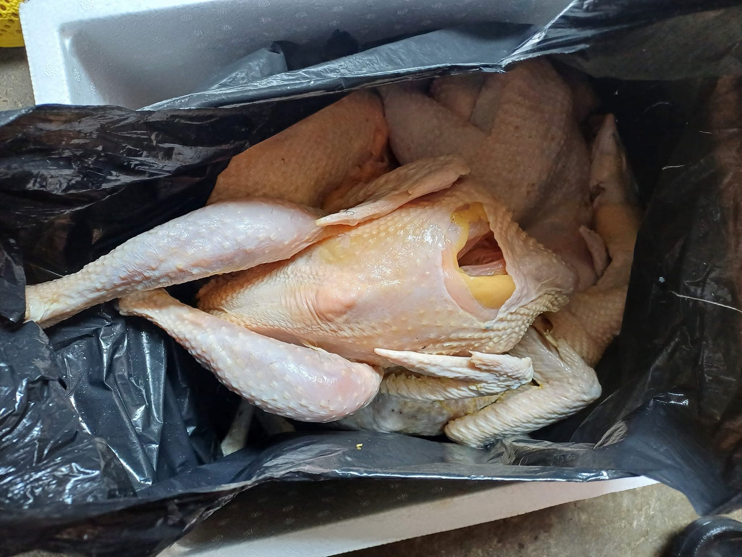 Gà Ôm Trứng Non